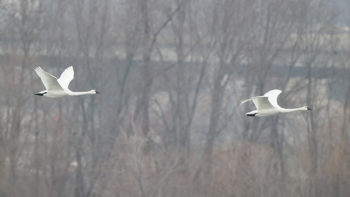 Küçük Kuğu - ML646757384