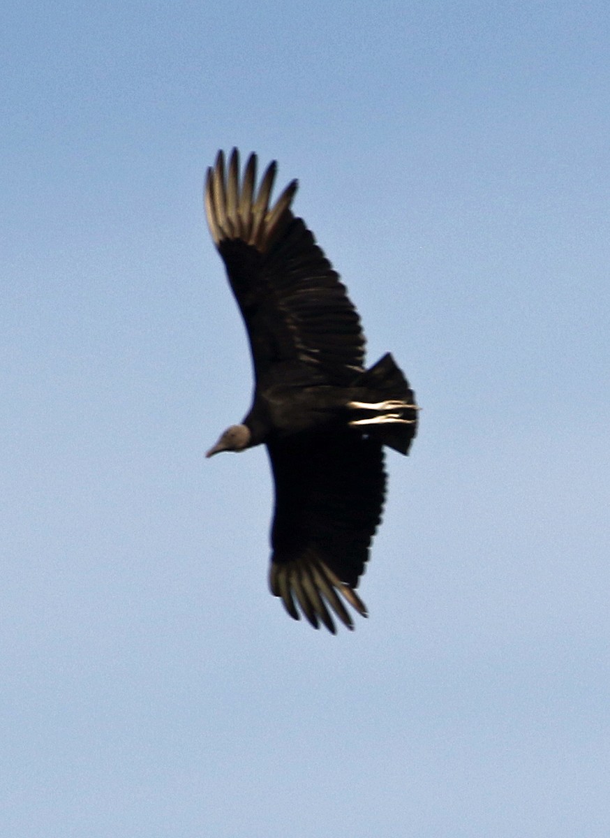 Black Vulture - ML646757385