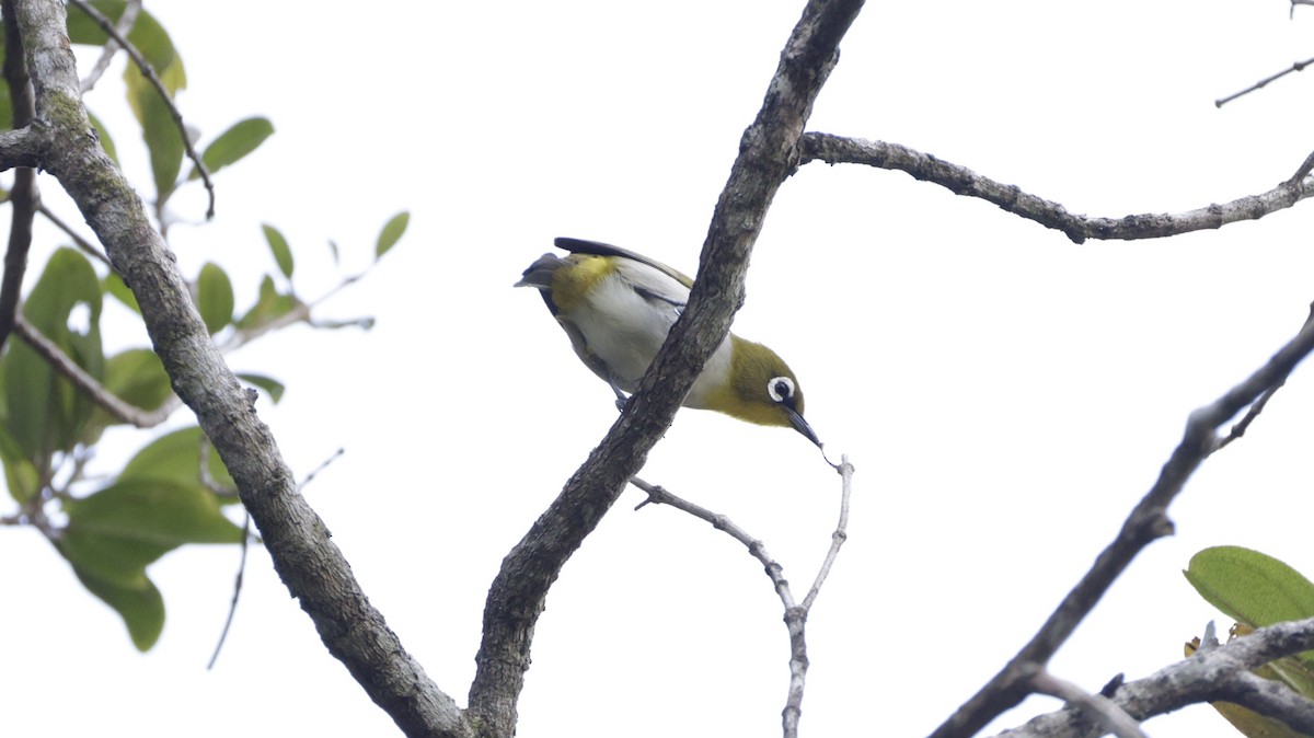 マダガスカルメジロ - ML646757386