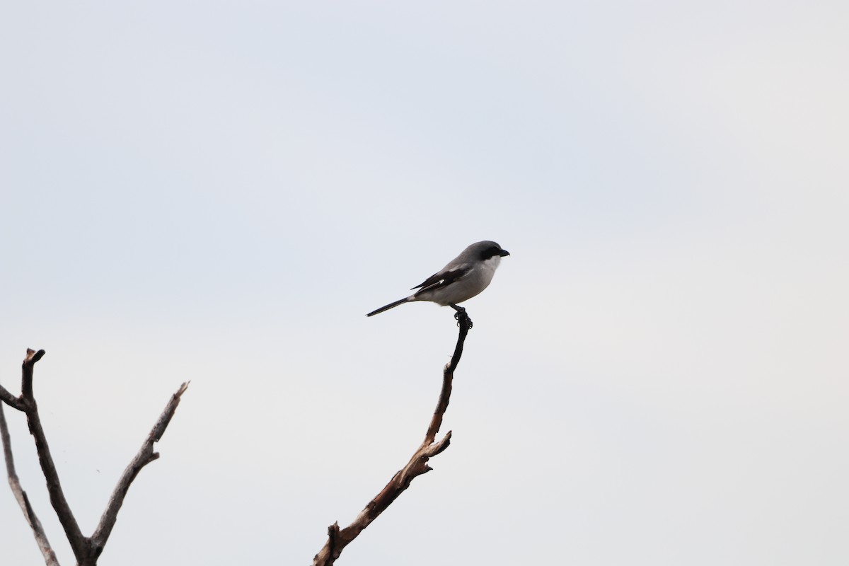 Loggerhead Shrike - ML646757387