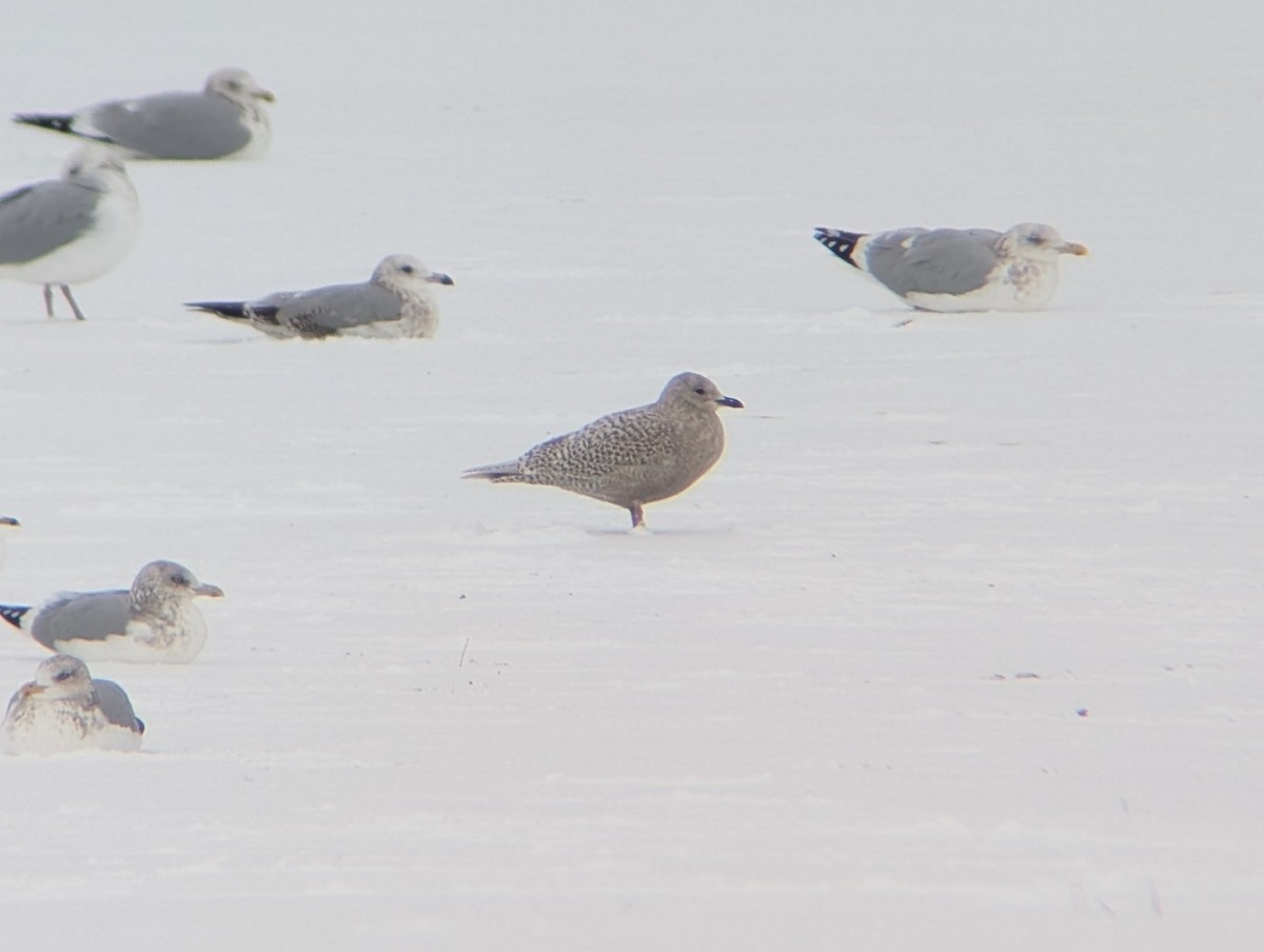 Kaio hegalzuria (kumlieni) - ML646757388