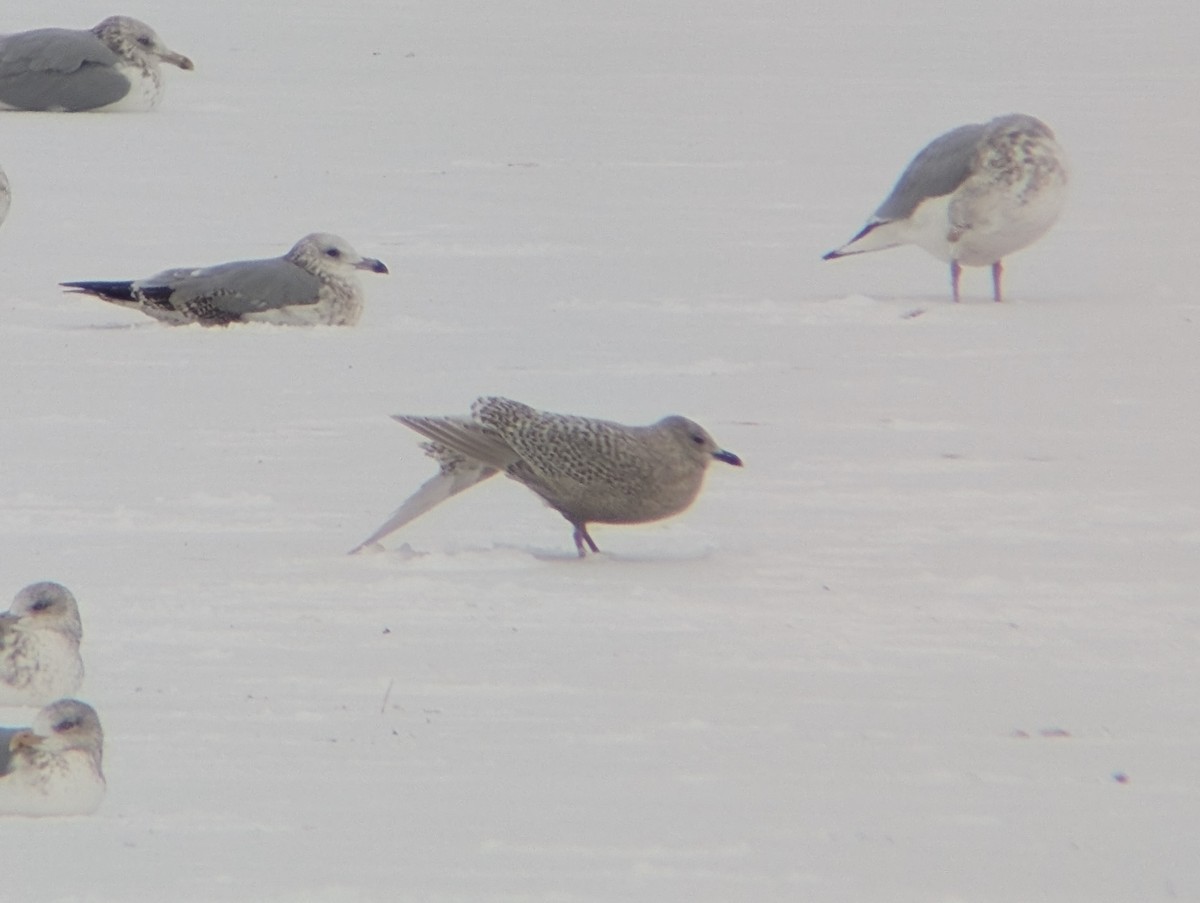 Kaio hegalzuria (kumlieni) - ML646757389