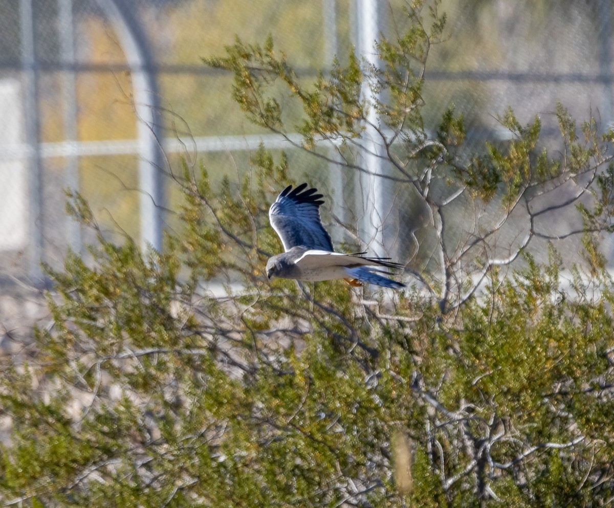 Northern Harrier - ML646757390