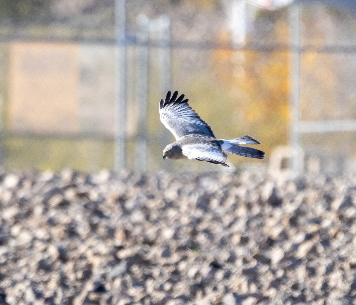 Northern Harrier - ML646757391
