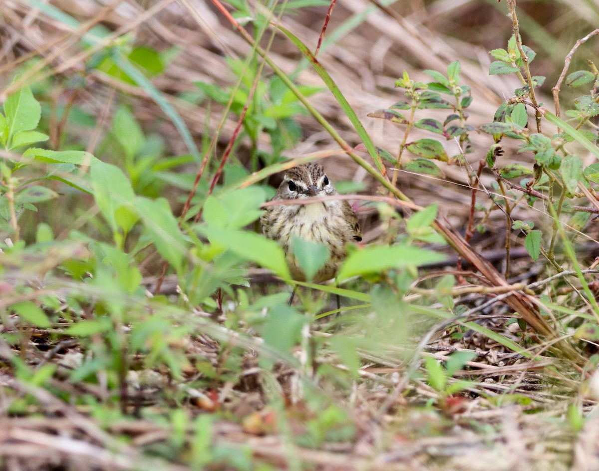 Palm Warbler - ML646757394