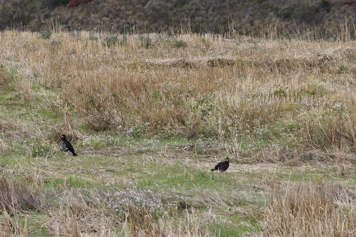 Carunculated Caracara - ML646757395