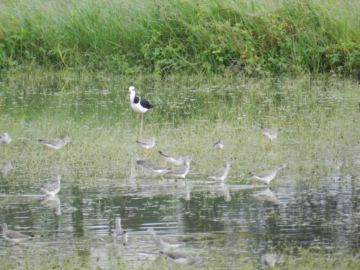 Lesser Yellowlegs - ML646757396