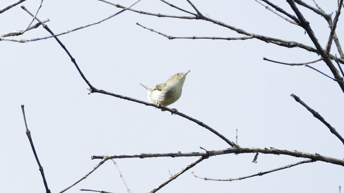 ミドリニセムシクイチメドリ - ML646757397