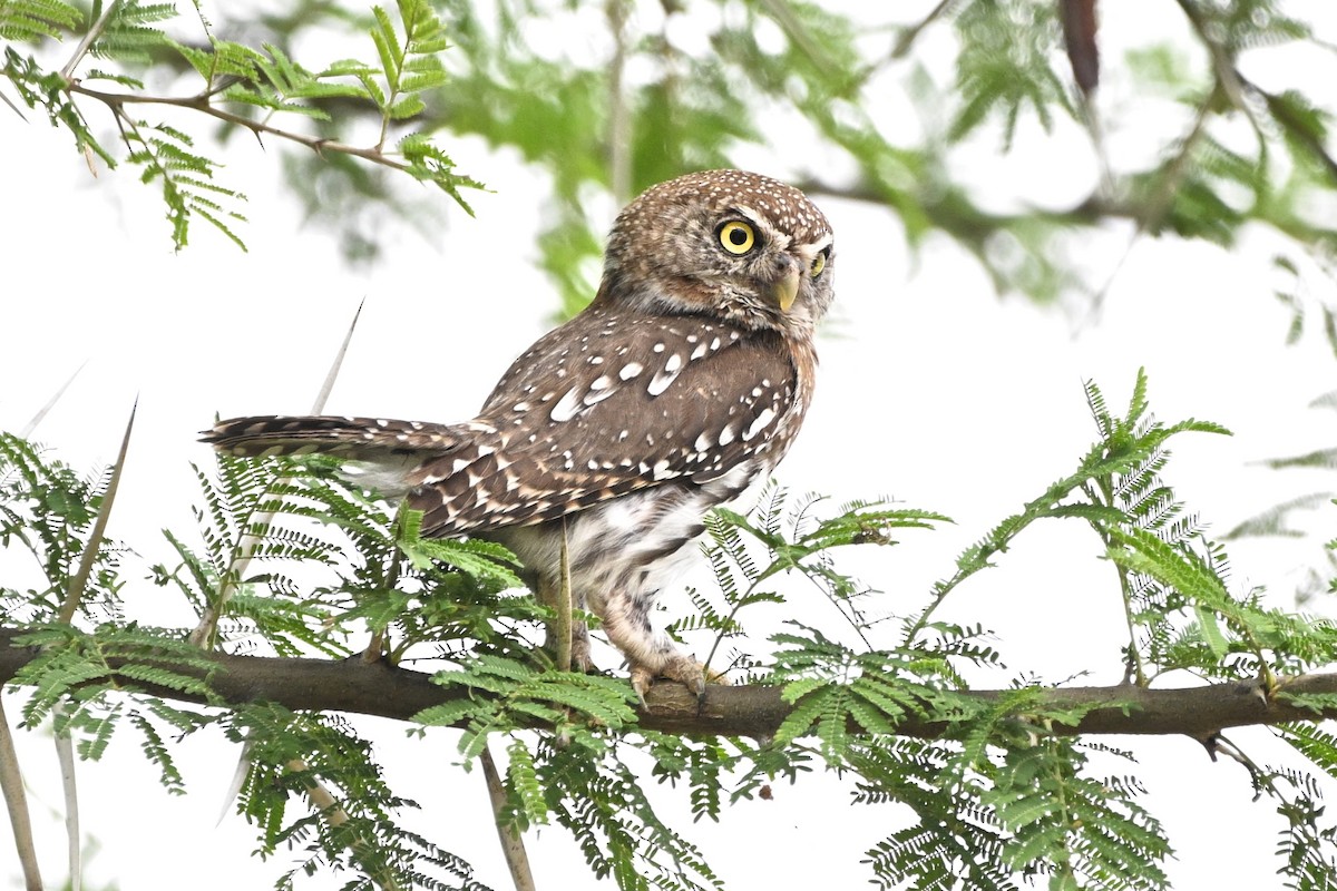 Сичик-горобець савановий - ML646757398