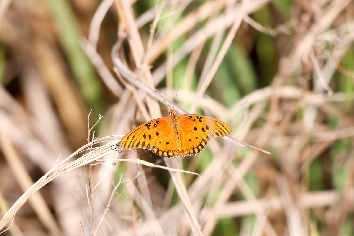 Animals - ML646757399