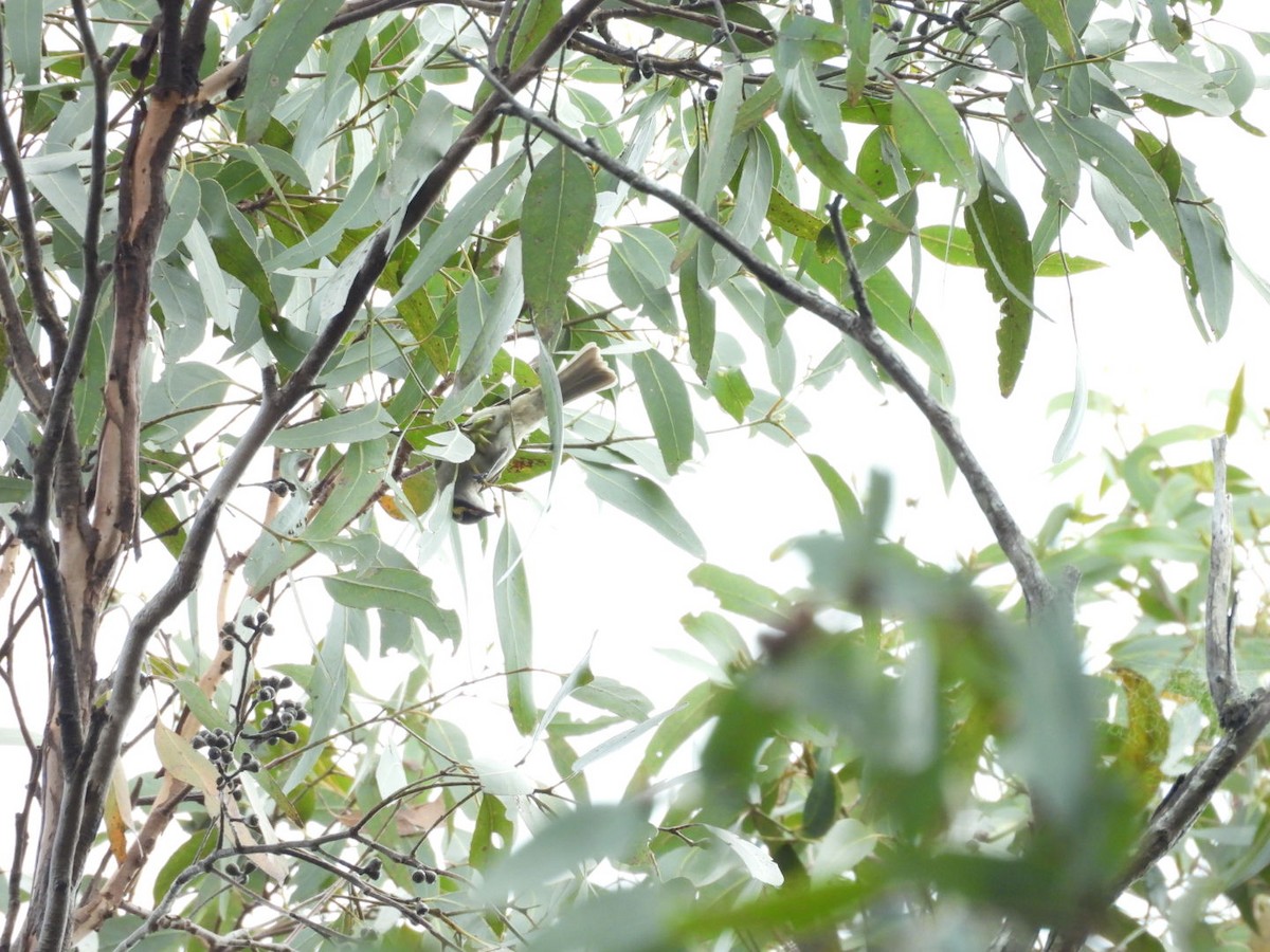 Yellow-faced Honeyeater - ML646757401