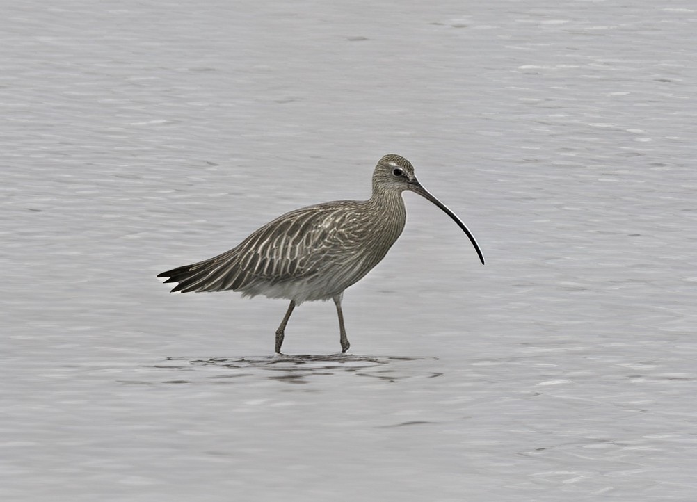 Eurasian Curlew - ML646757402