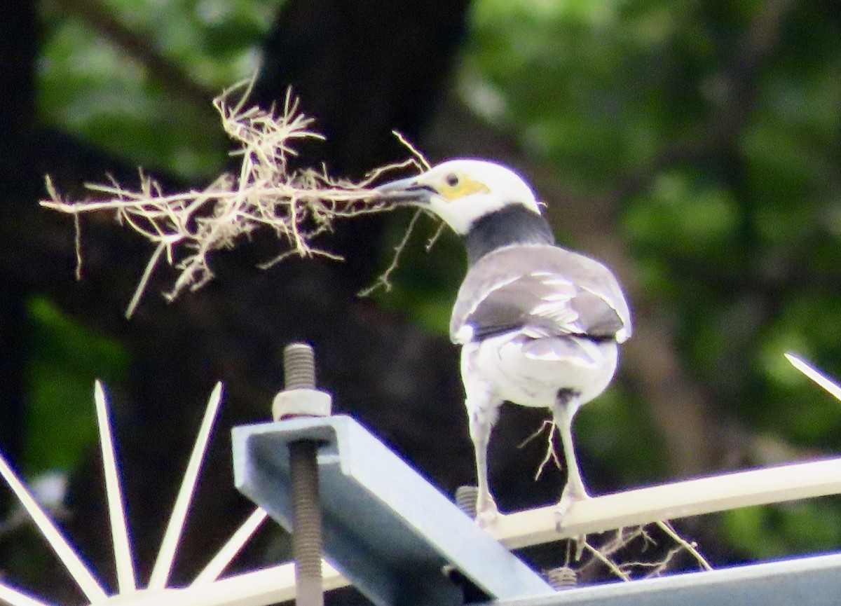 クビワムクドリ - ML646757403