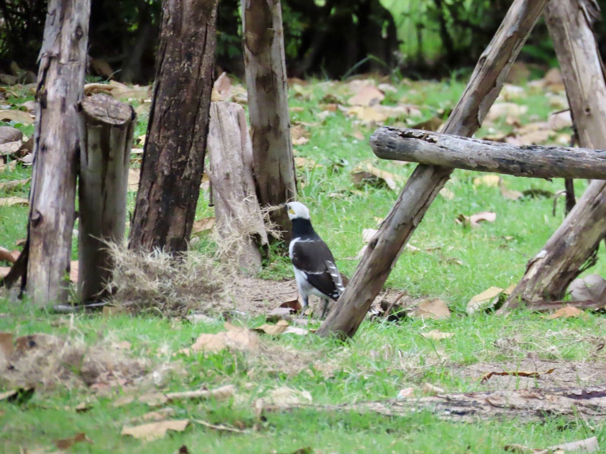 クビワムクドリ - ML646757404