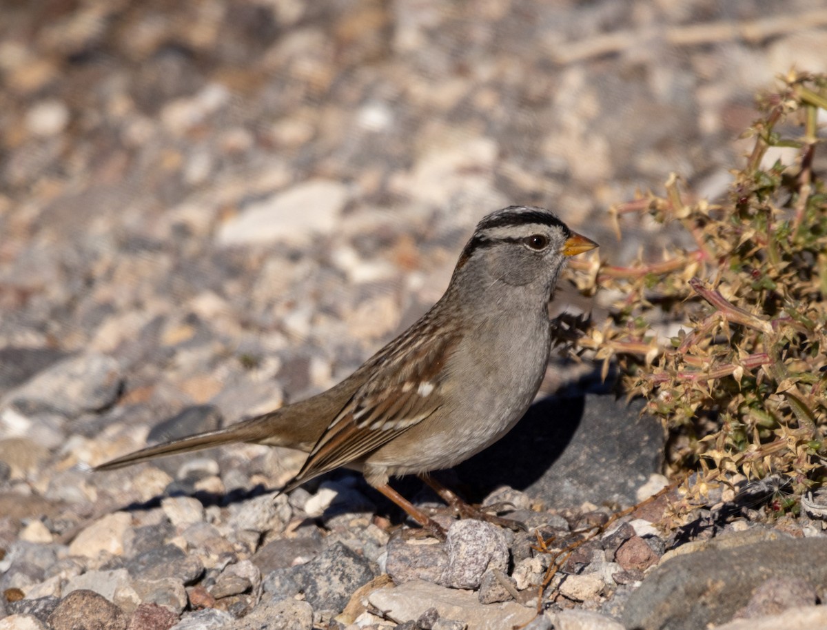 White-crowned Sparrow - ML646757406