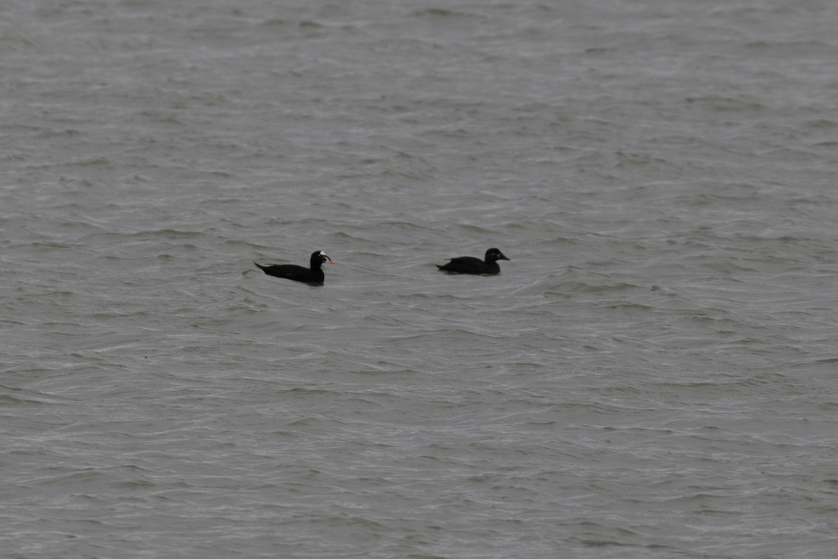 turpan pestrozobý - ML646757407