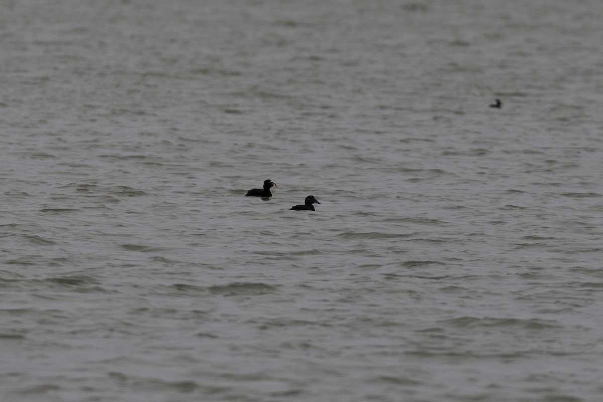 turpan pestrozobý - ML646757408