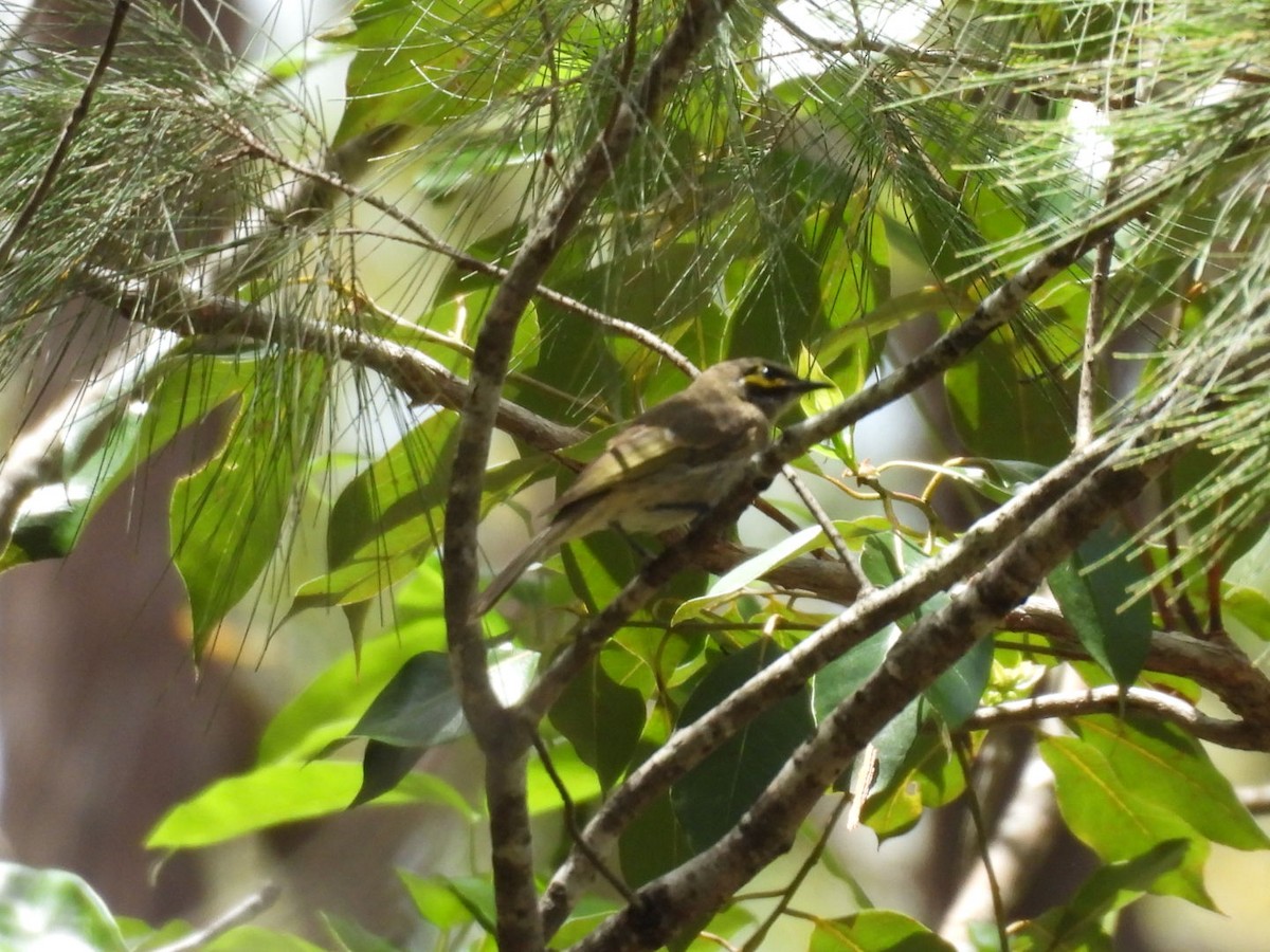 Yellow-faced Honeyeater - ML646757412