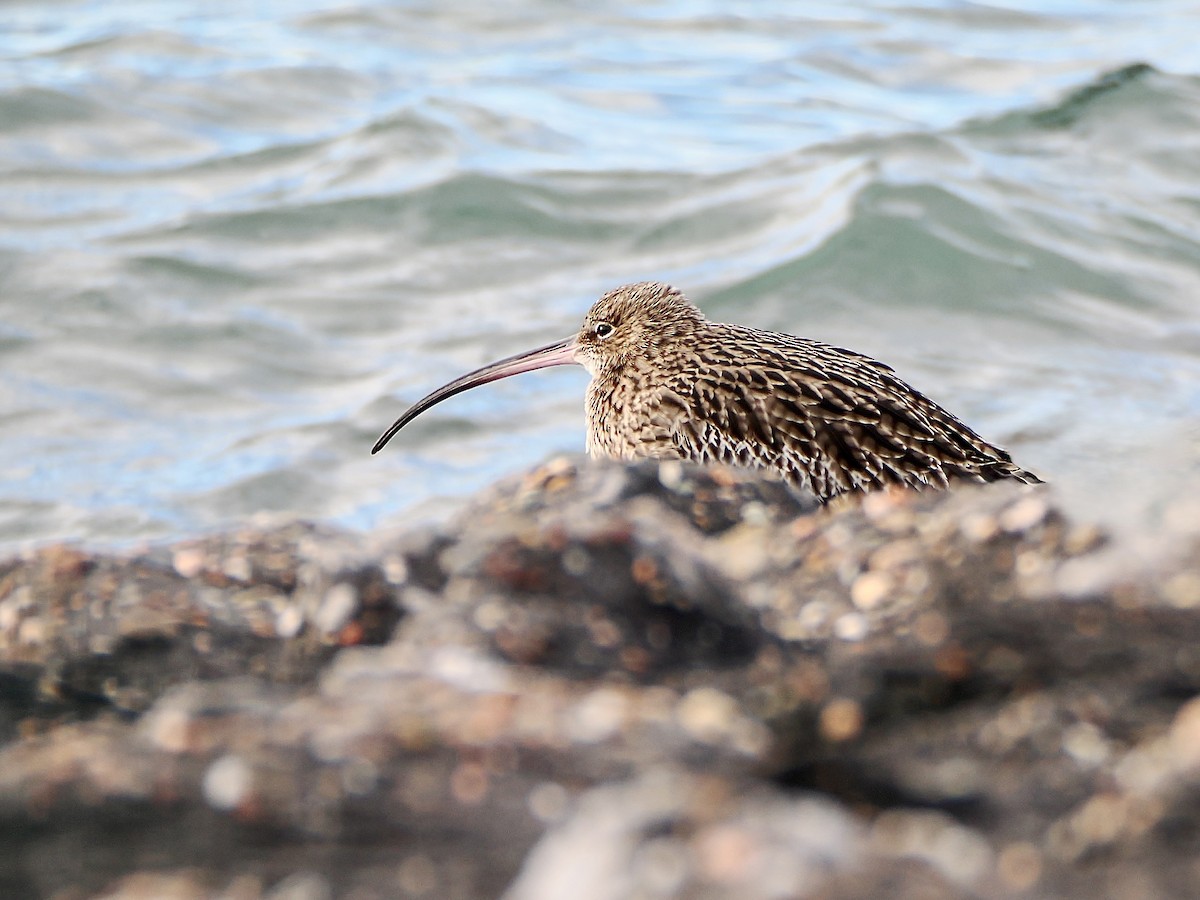 Courlis cendré - ML646757415