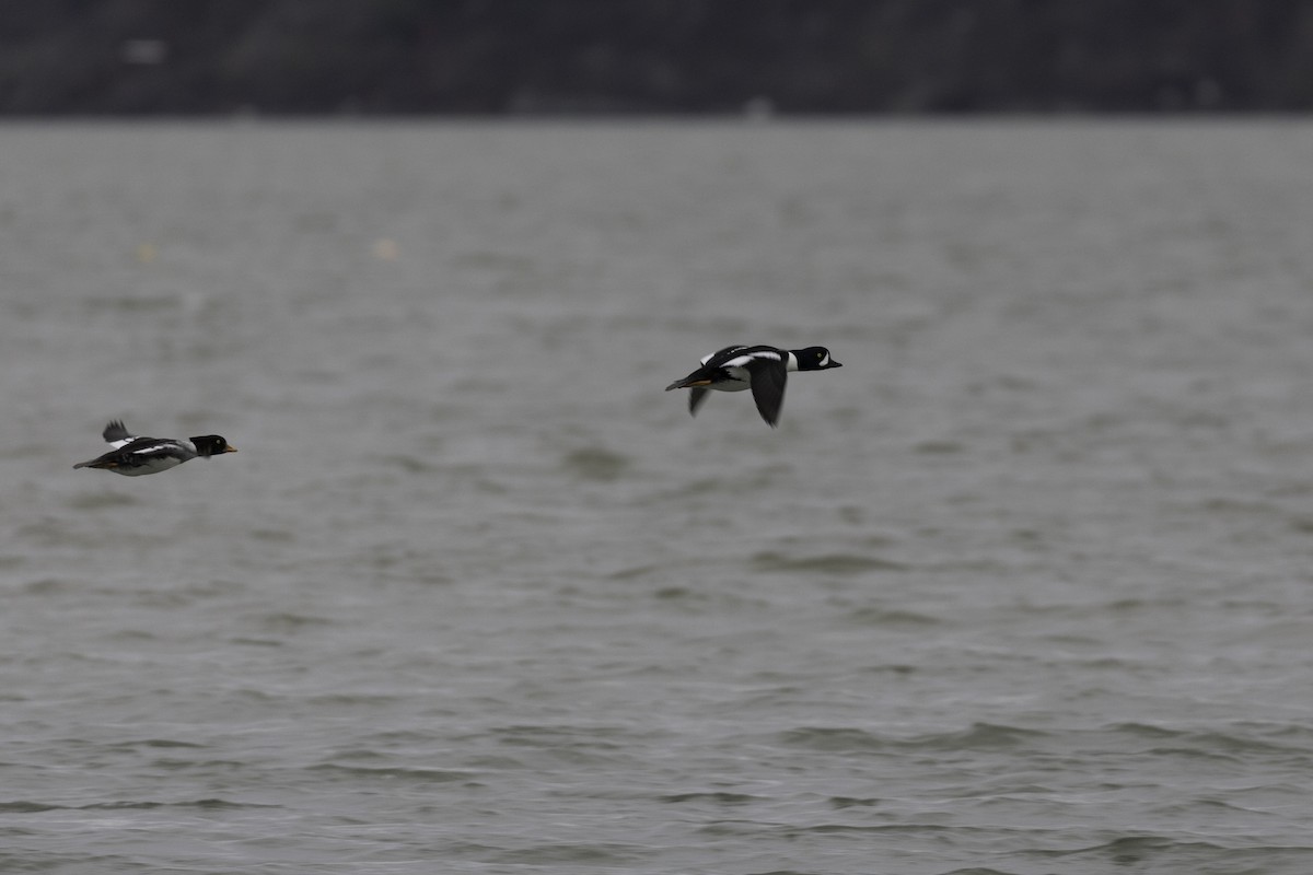 キタホオジロガモ - ML646757416