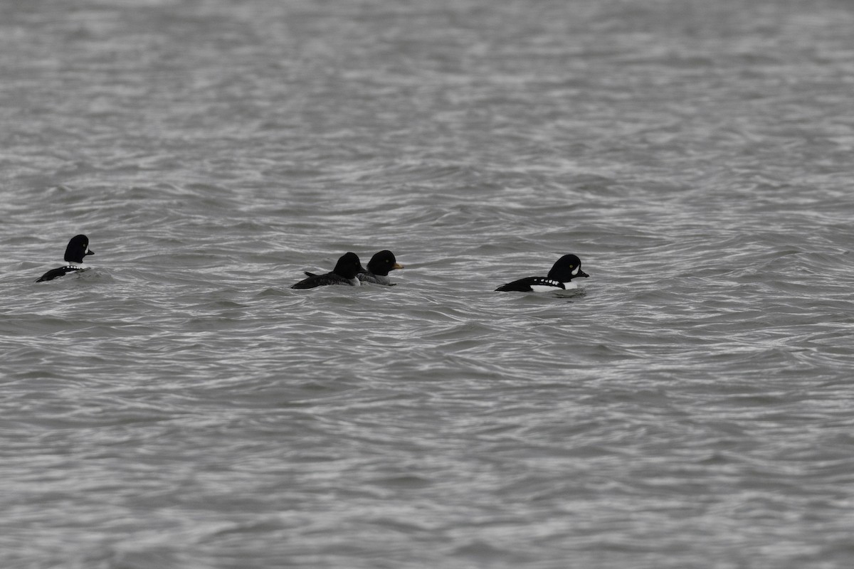 キタホオジロガモ - ML646757417