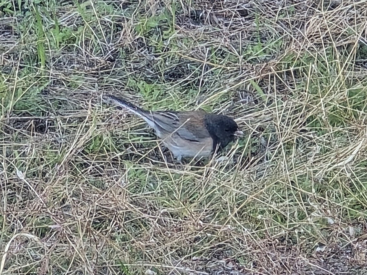 Dark-eyed Junco - ML646757418
