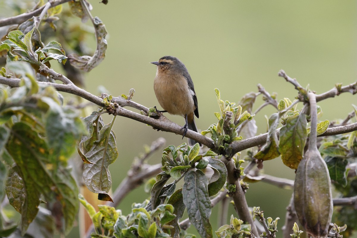 Cinereous Conebill - ML646757422