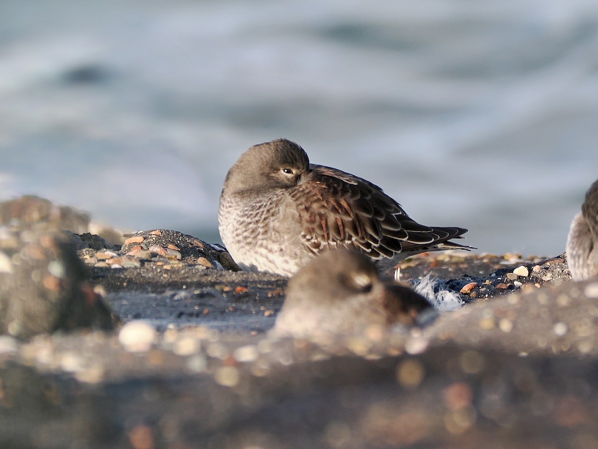 Bécasseau violet - ML646757424