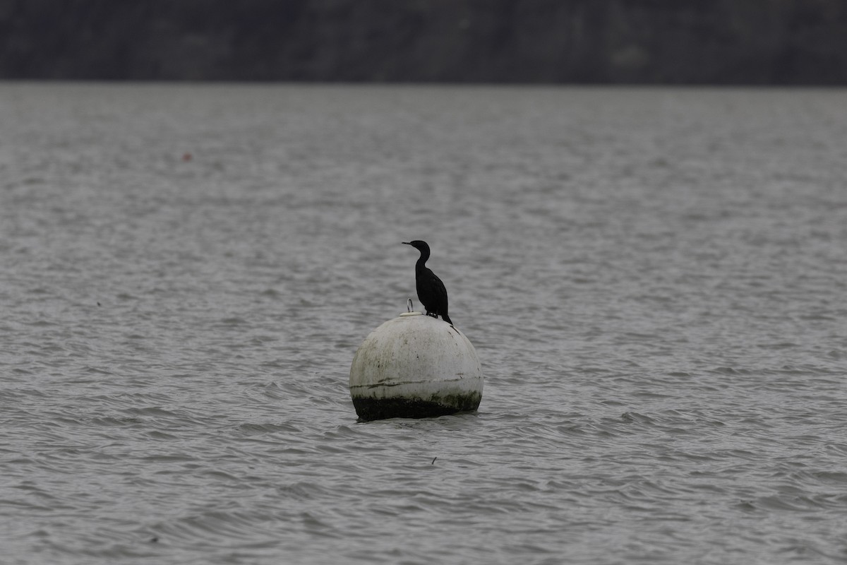 kormorán tichomořský - ML646757425