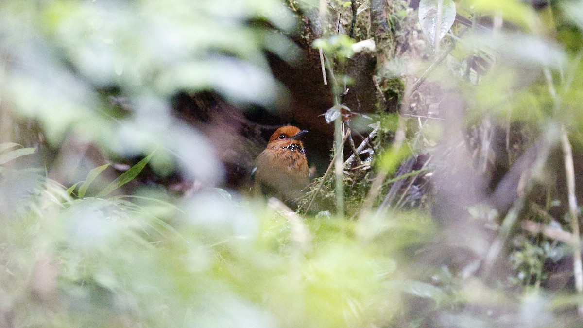 チャガシラハシリブッポウソウ - ML646757426