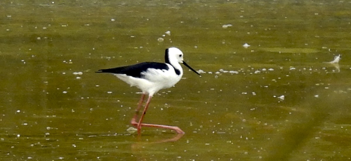 Pied Stilt - ML646757427