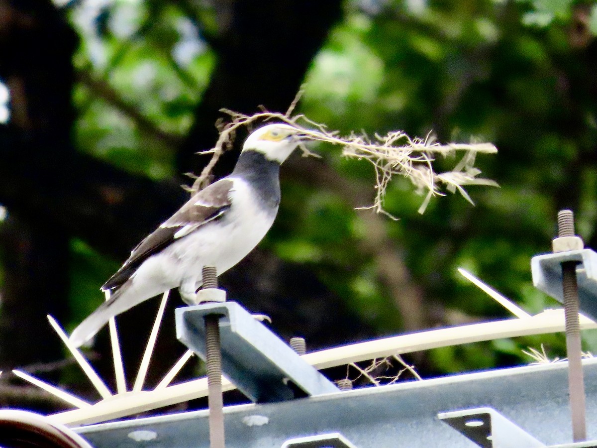 クビワムクドリ - ML646757429