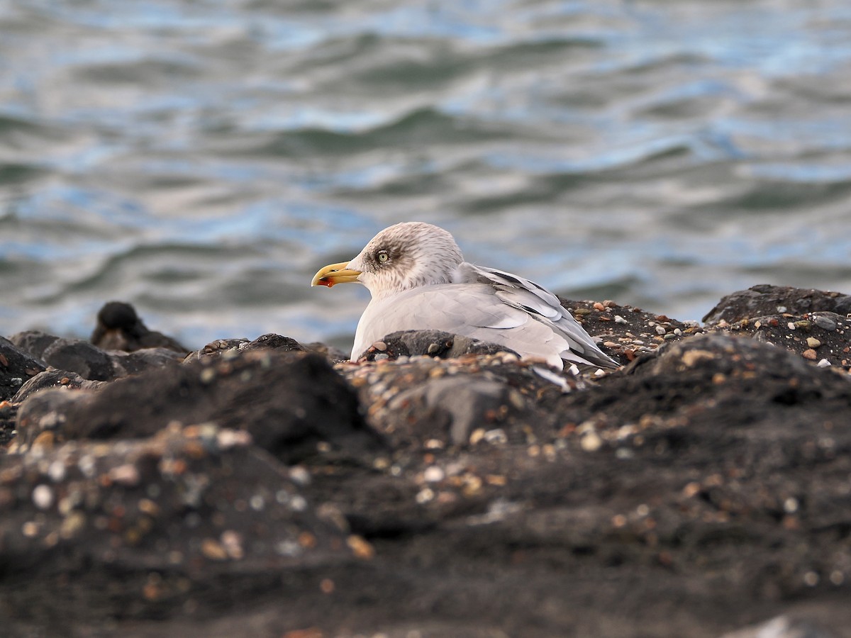 Goéland argenté - ML646757430