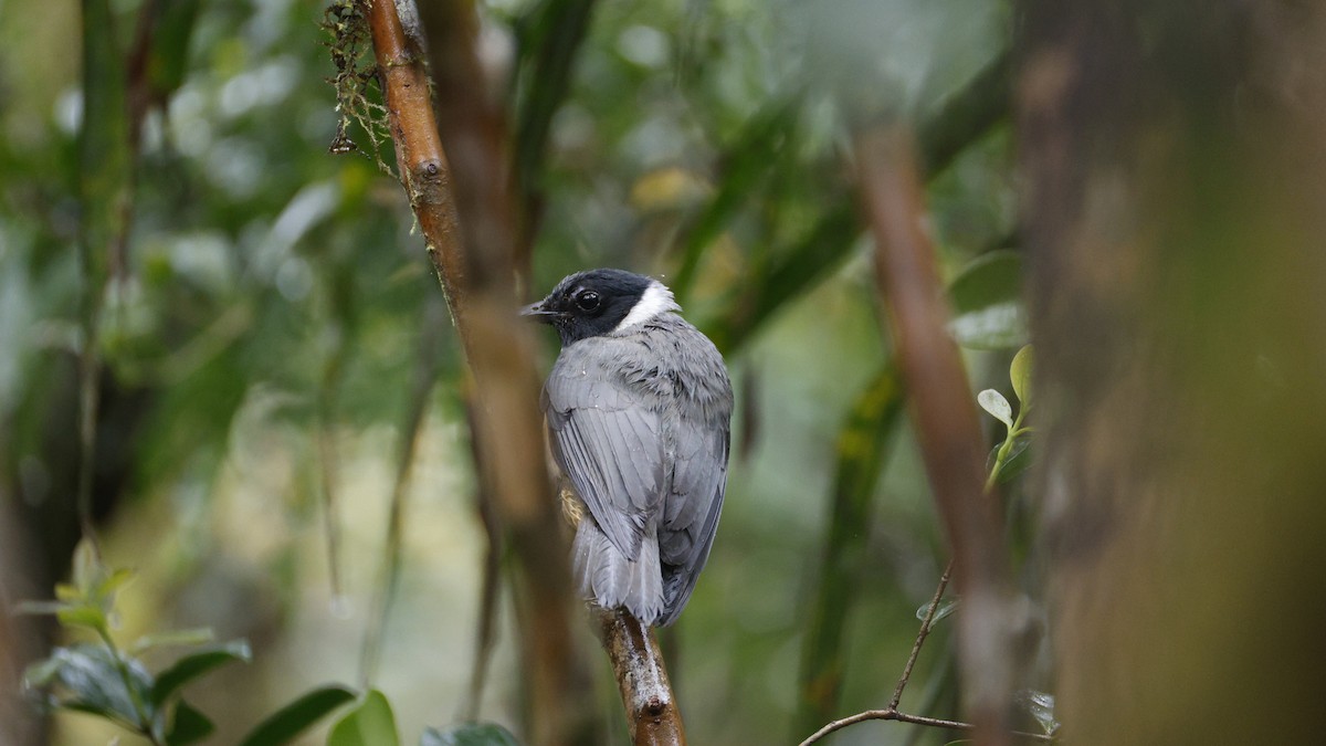 マダガスカルヒヨドリ - ML646757435