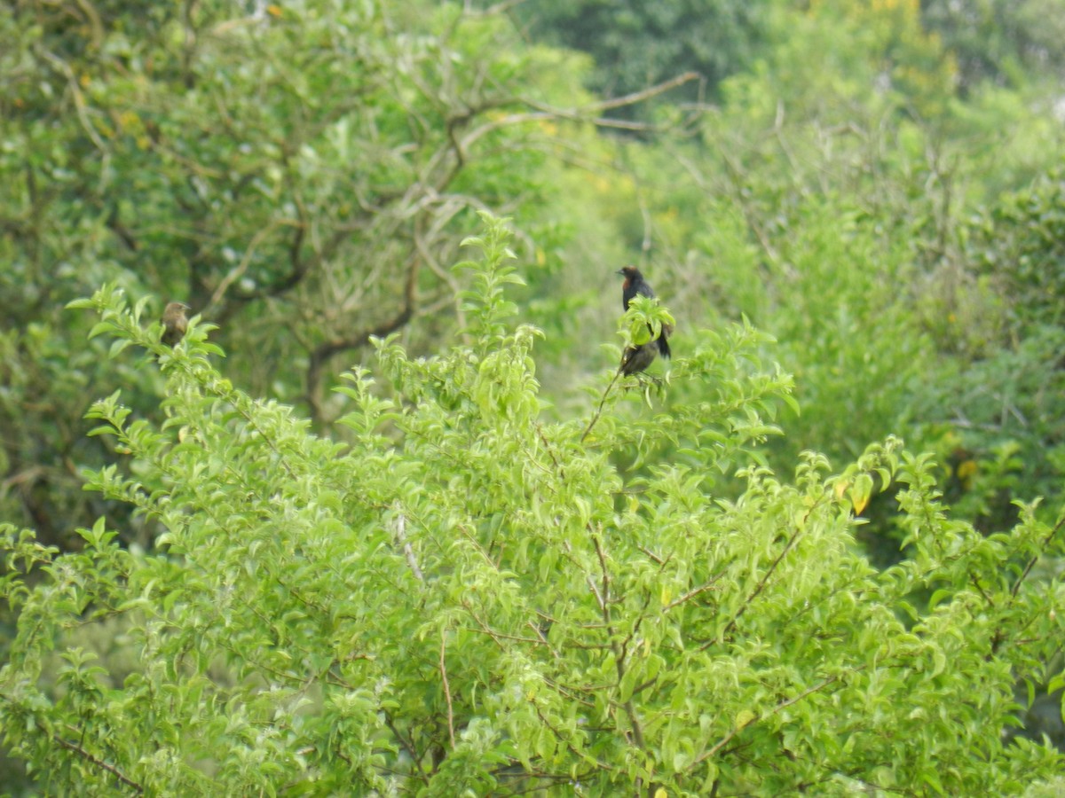 Chestnut-capped Blackbird - ML646757436