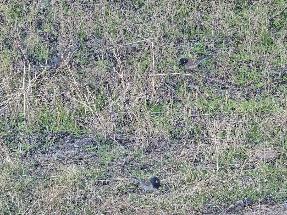 Dark-eyed Junco - ML646757437