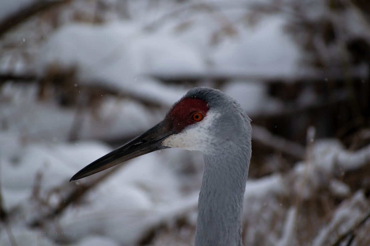 Sandhill Crane - ML646757441