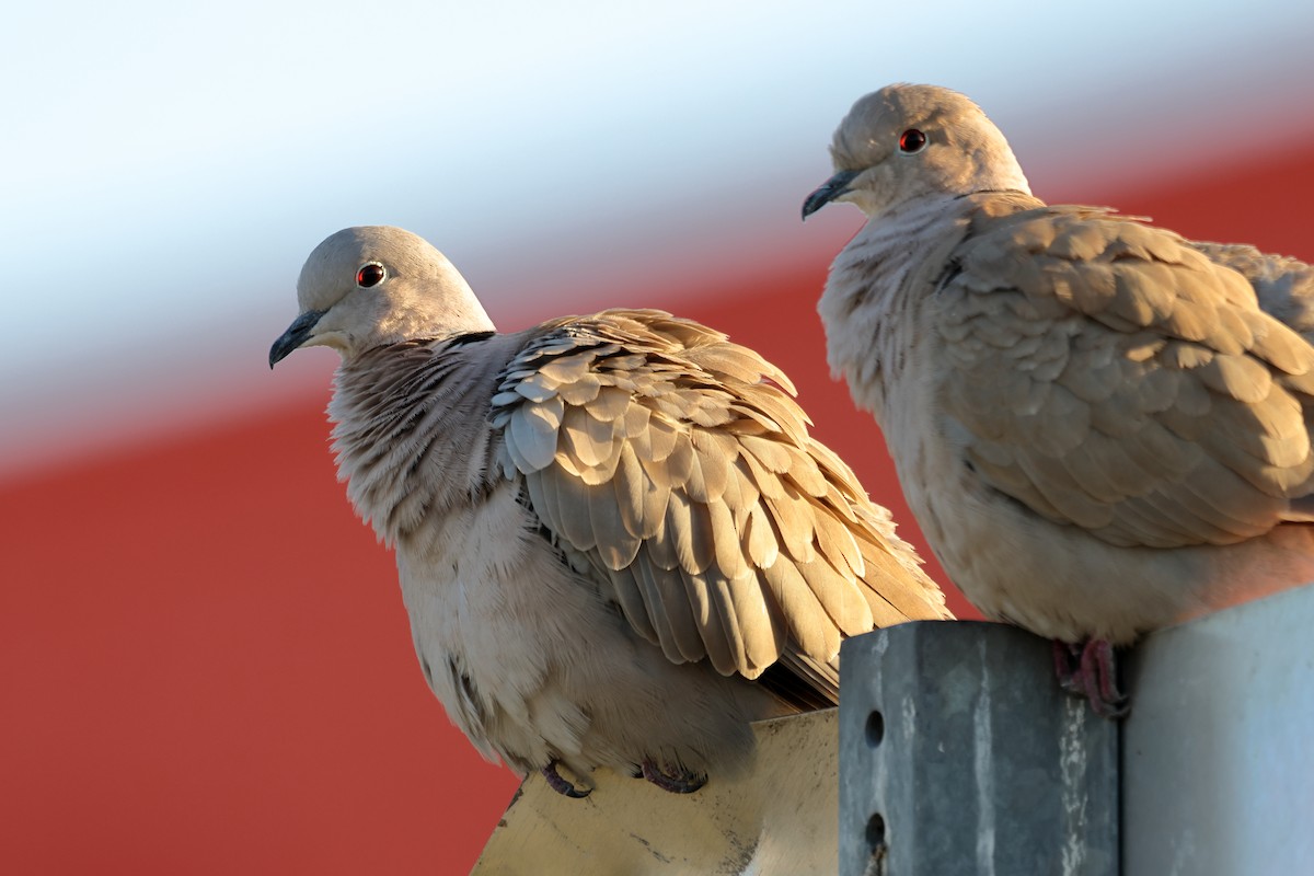 hrdlička zahradní - ML646757447