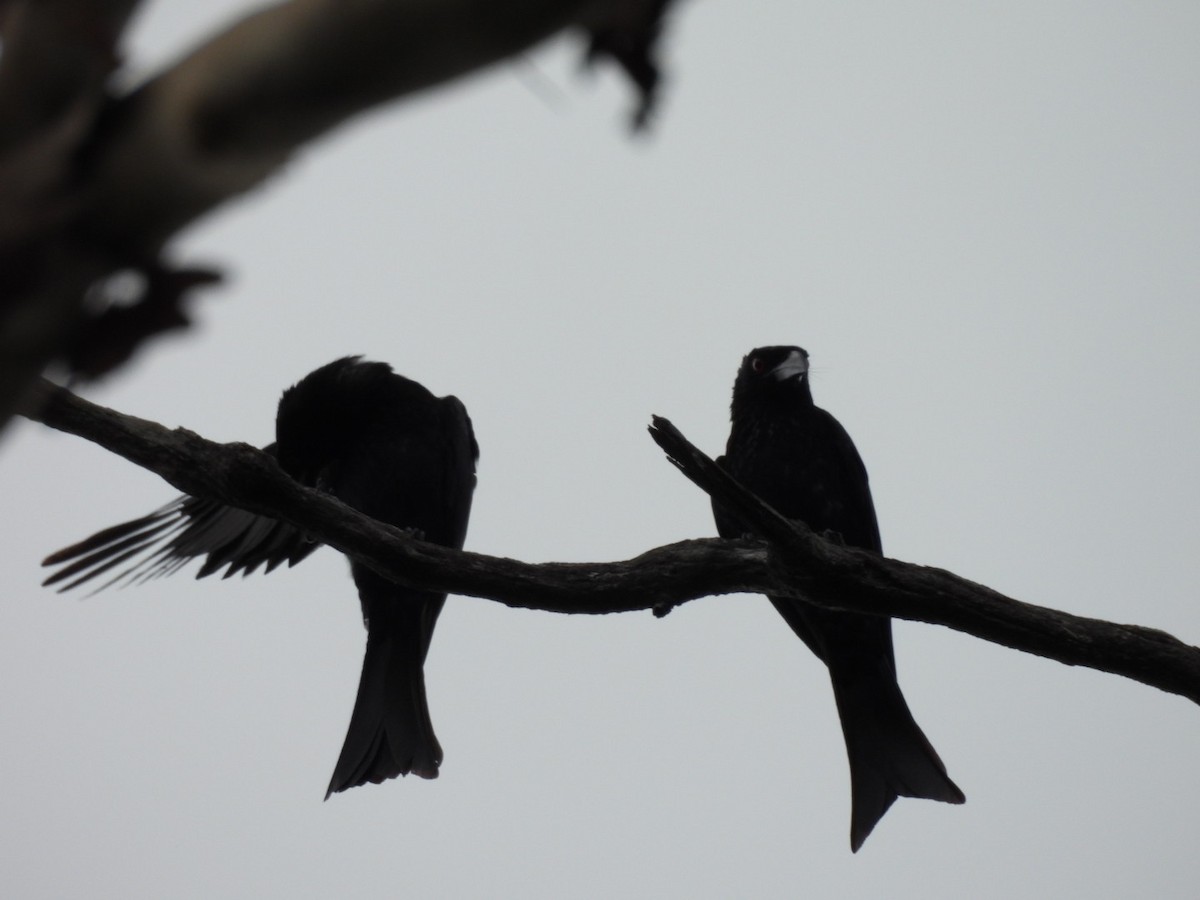 Spangled Drongo - ML646757454