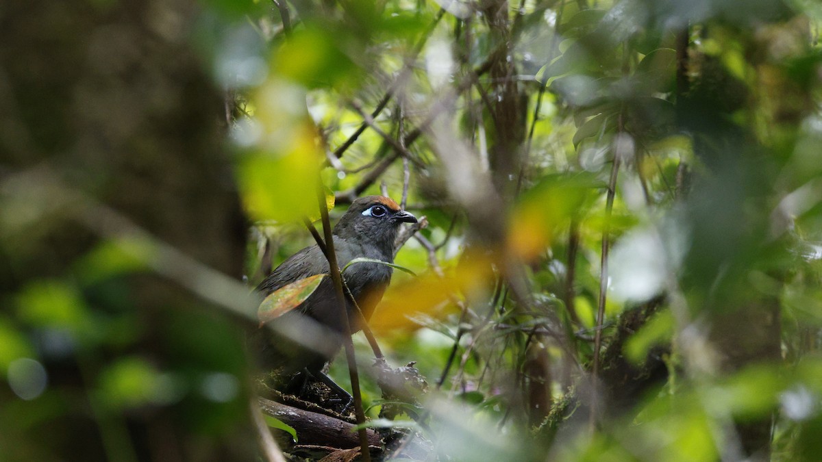 アカビタイジカッコウ - ML646757463