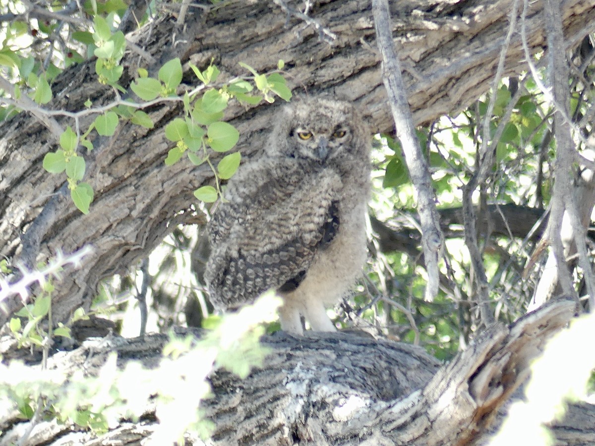 Spotted Eagle-Owl - ML646757465
