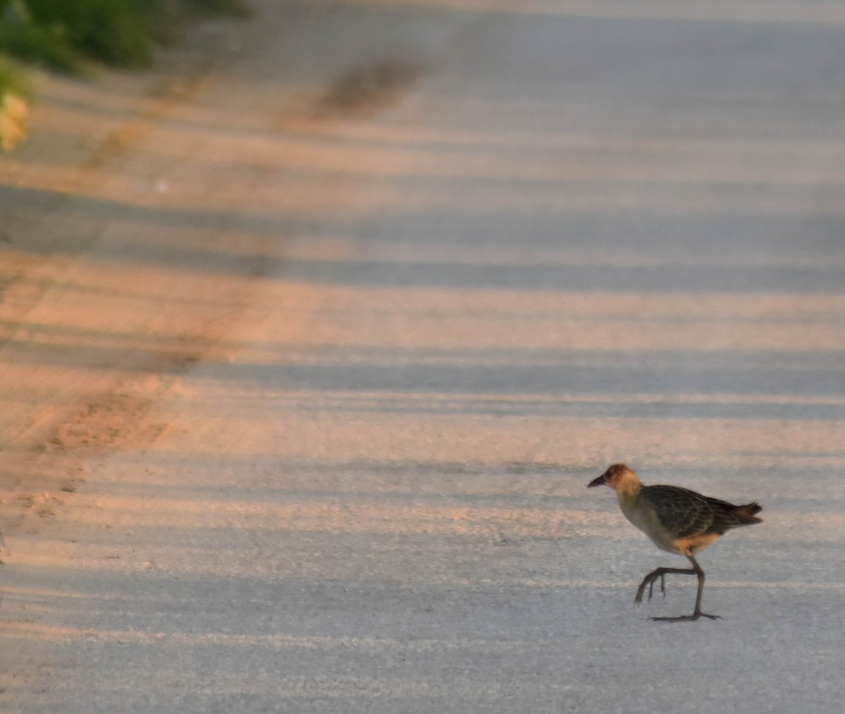Allen's Gallinule - ML646757470