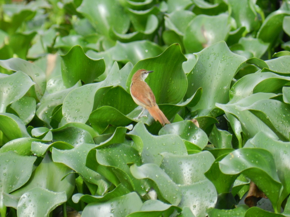 Yellow-chinned Spinetail - ML646757472