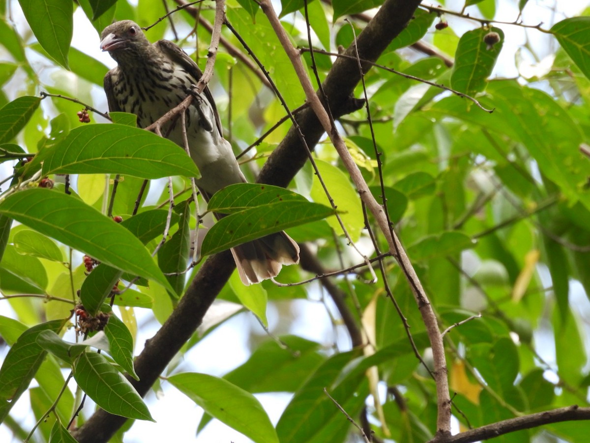 Olive-backed Oriole - ML646757476