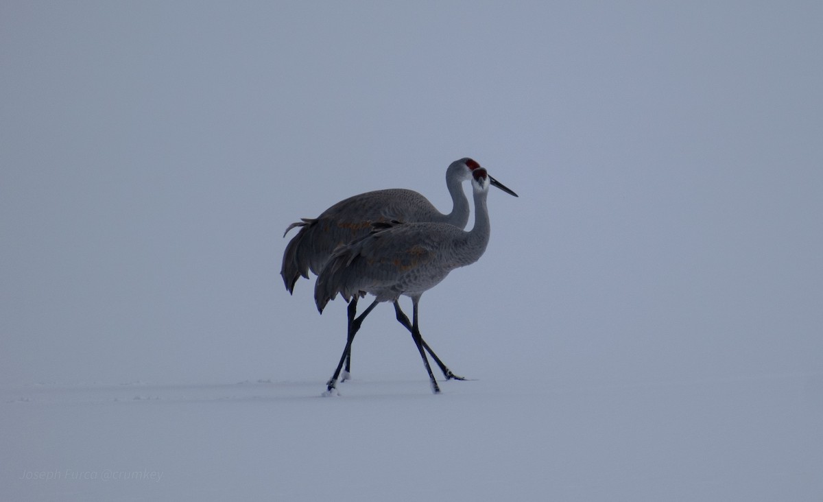 Sandhill Crane - ML646757478