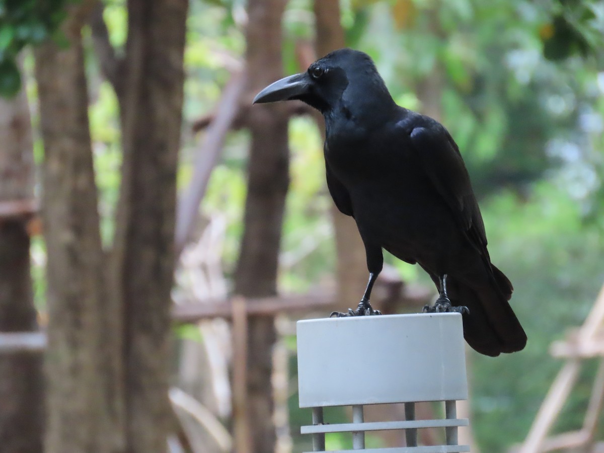 ハシブトガラス - ML646757479