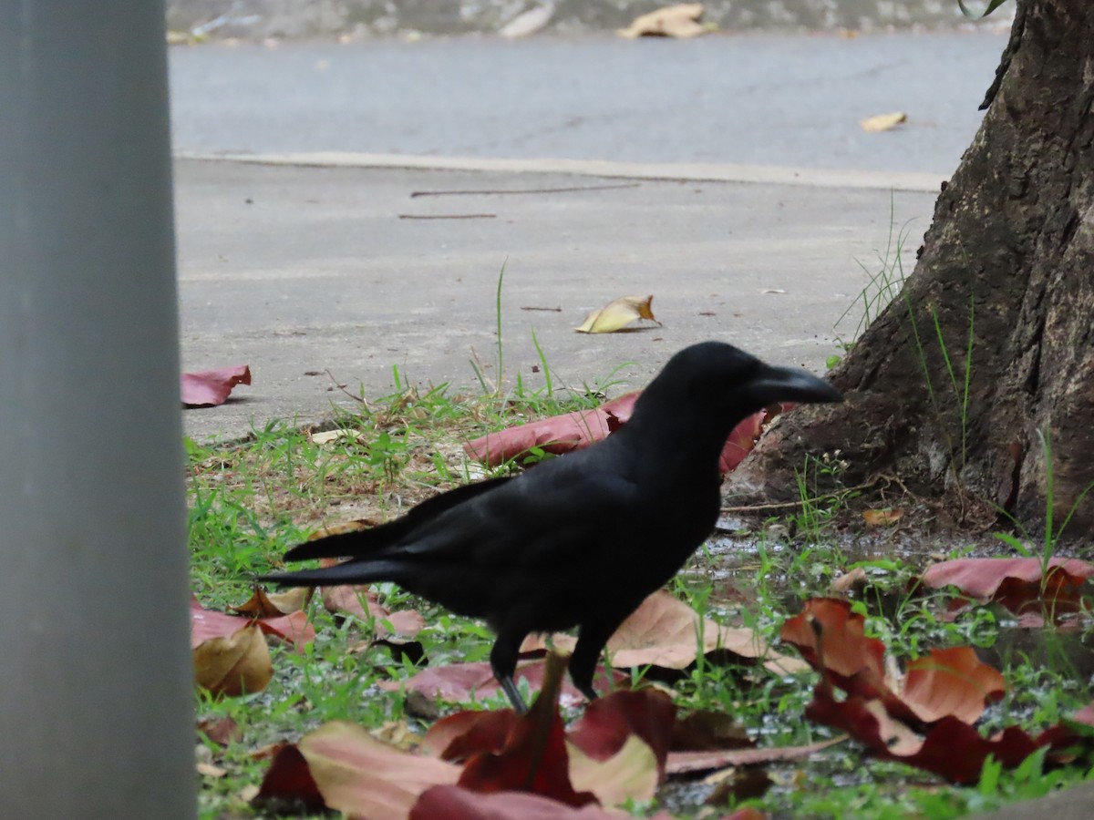 ハシブトガラス - ML646757480