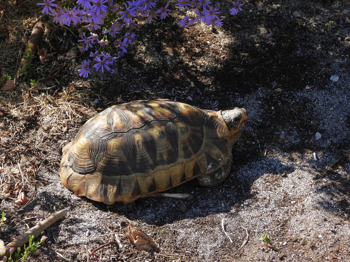 Angulate Tortoise - ML646757481