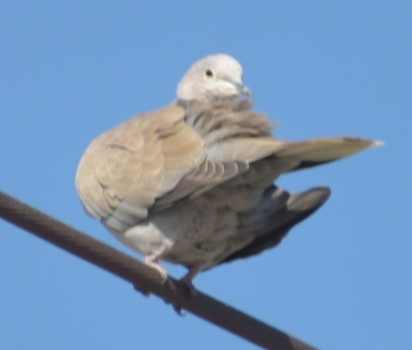 hrdlička zahradní - ML646757482