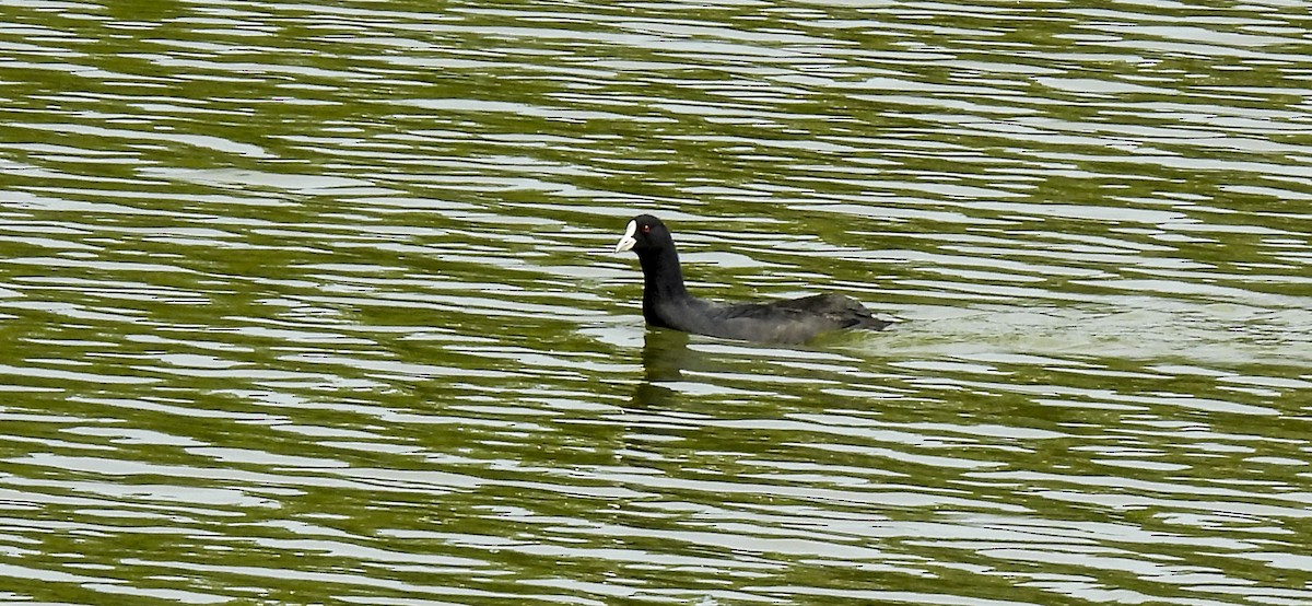 Eurasian Coot - ML646757483